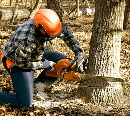 Tree Removal in Mendon, IL